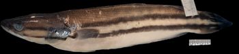 Media type: image;   Ichthyology 172261 Aspect: lateral,description